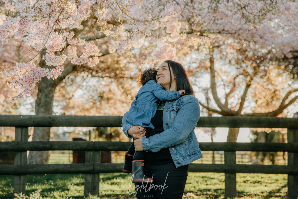 Cherry Blossoms Rotorua
